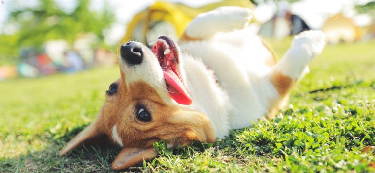 A corgi laying on its back in the grass, sticking out its tongue.