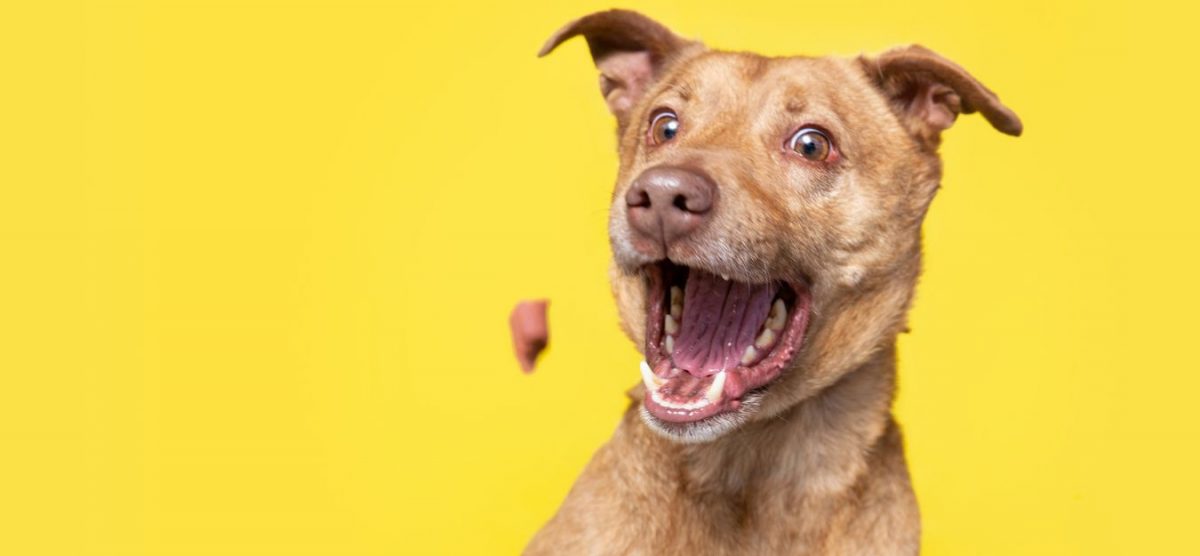 A dog with its mouth wide open, trying to catch a treat in the air. There is a bright yellow background.